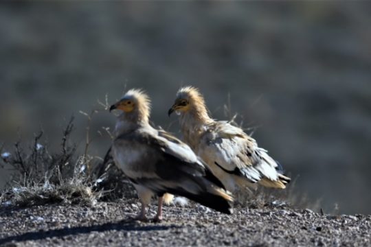 Día Mundial de las Aves Migratorias (DMAM)