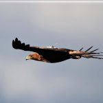 Los movimientos dispersivos del Águila Real “UMBRIA” en el valle del Ebro