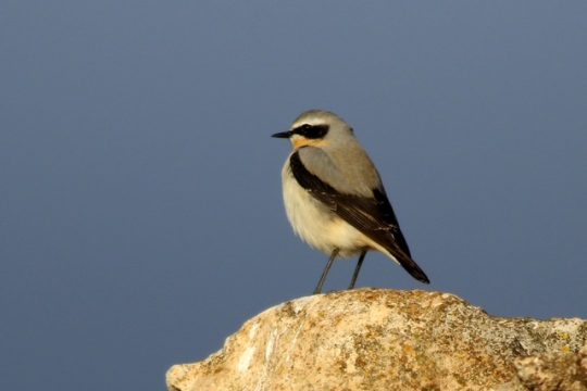 10 de mayo – Día Internacional de las Aves Migratoria