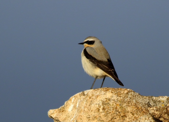 La collalba gris
