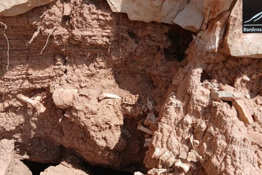 Solicitud de devolución de cráneo hallado en el yacimiento arqueológico del sur de la Bardena Negra