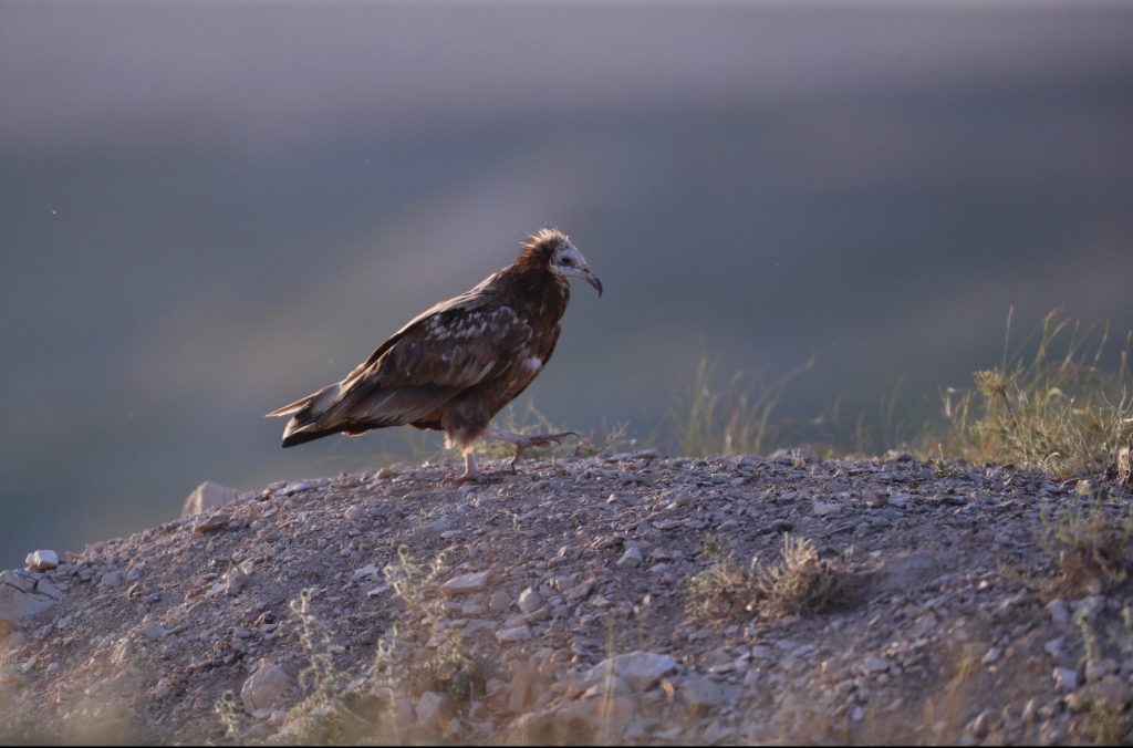 Bardenas Reales celebra el Día Europeo de la Red Natura 2000 destacando el valor de su patrimonio natural