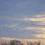 La Comunidad de Bardenas Reales se suma al Día Mundial de las Aves Migratorias 2026