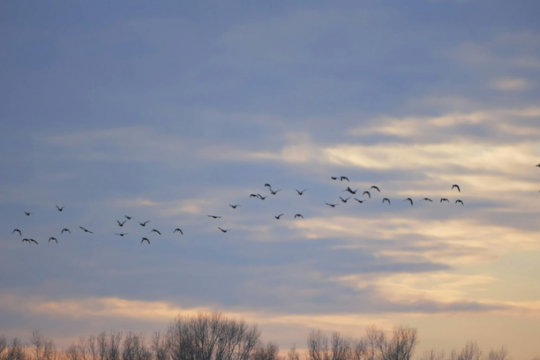 La Comunidad de Bardenas Reales se suma al Día Mundial de las Aves Migratorias 2026