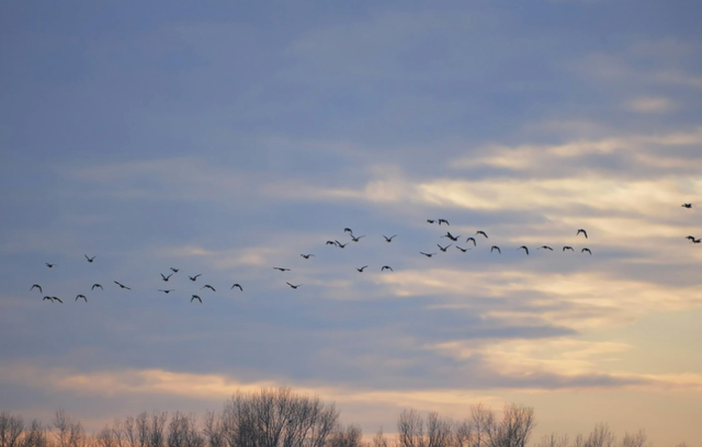 Día Mundial de las Aves Migratorias 2026